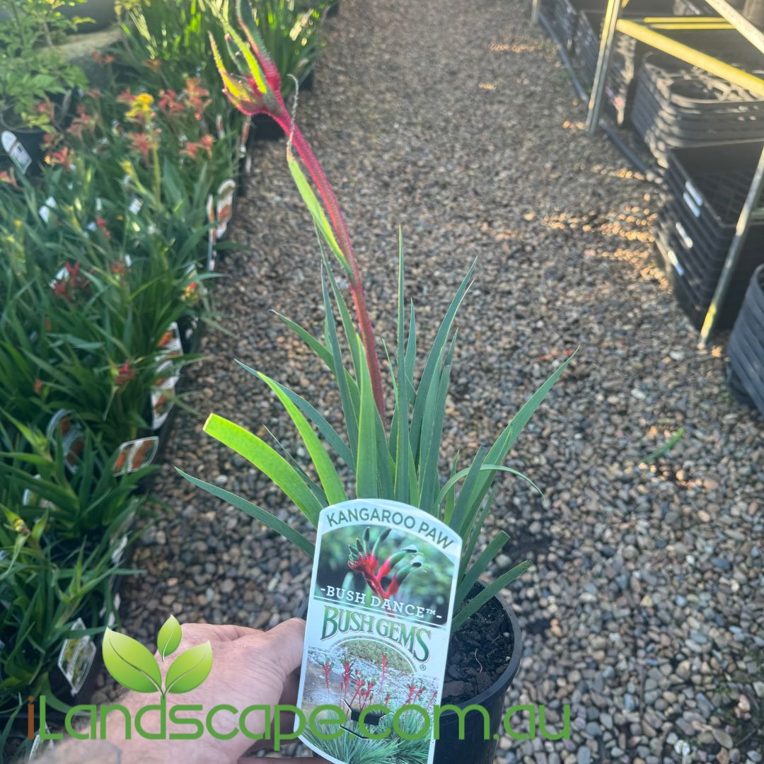 Anigozanthos Bush Dance PBR (Kangaroo Paw)