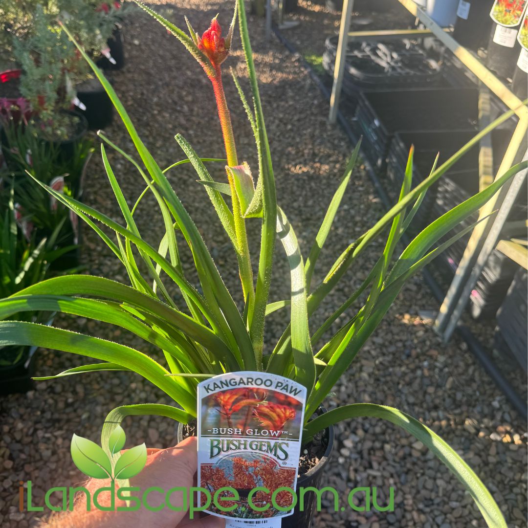 Anigozanthos Bush Glow (Kangaroo Paw)