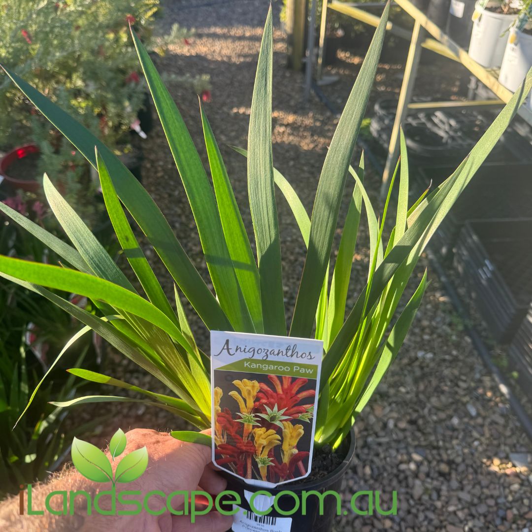 Anigozanthos Bush Princess (Kangaroo Paw)