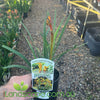 Anigozanthos Bush Tenacity (Kangaroo Paw)