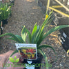 Anigozanthos 'Bush Zest' (Kangaroo Paw)