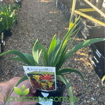 Anigozanthos 'Bush Zest' (Kangaroo Paw)