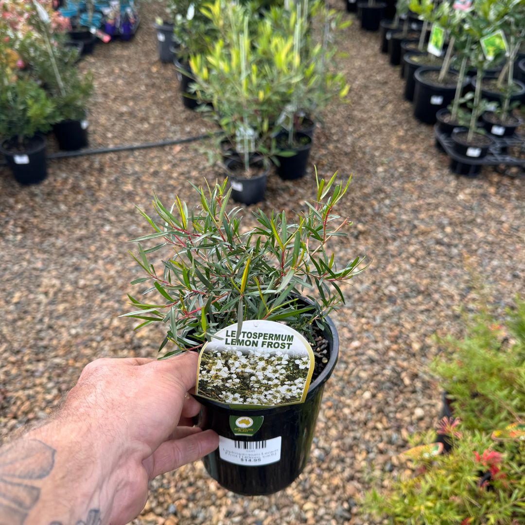 Leptospermum Lemon Frost