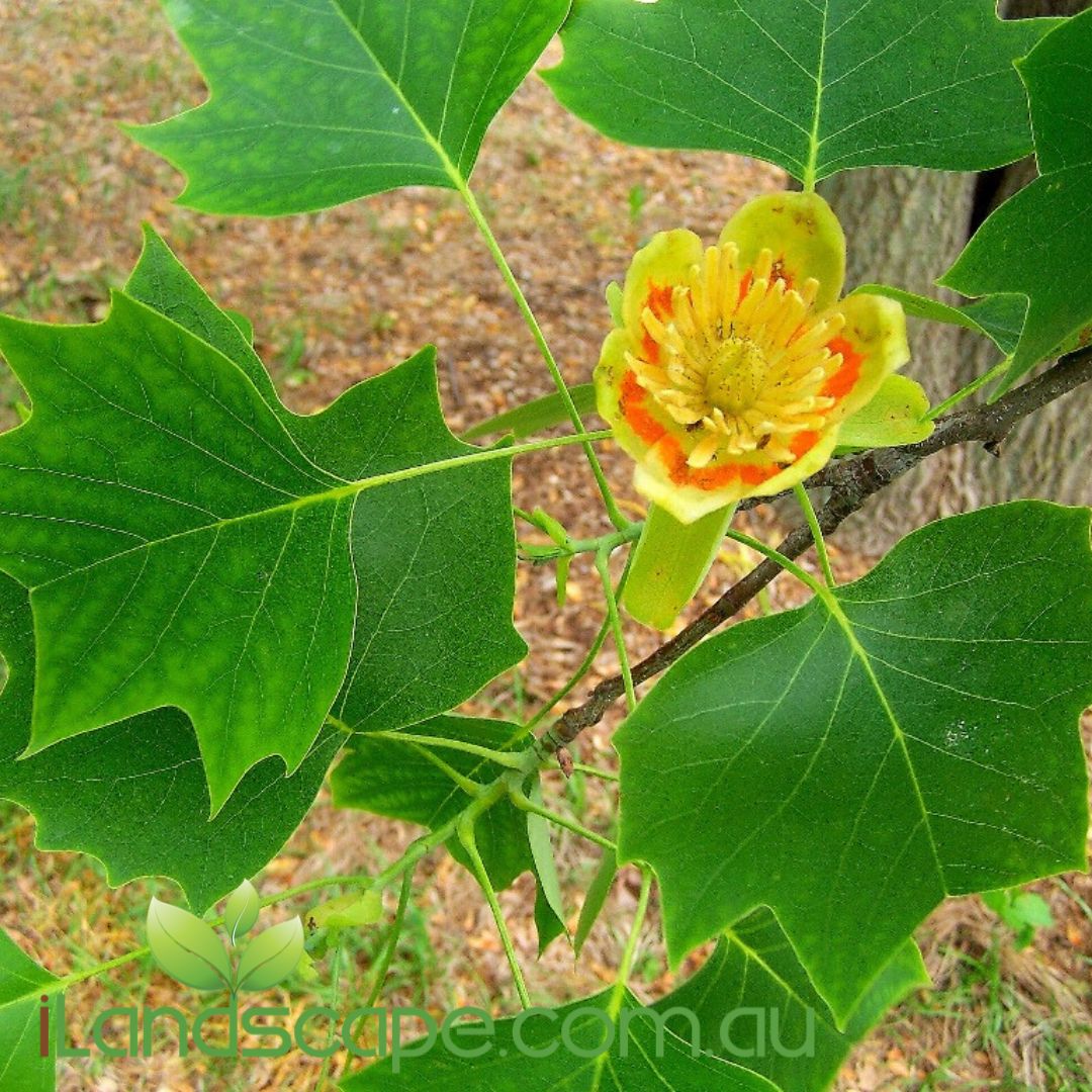 Liriodendron tulipifera Tulip Tree