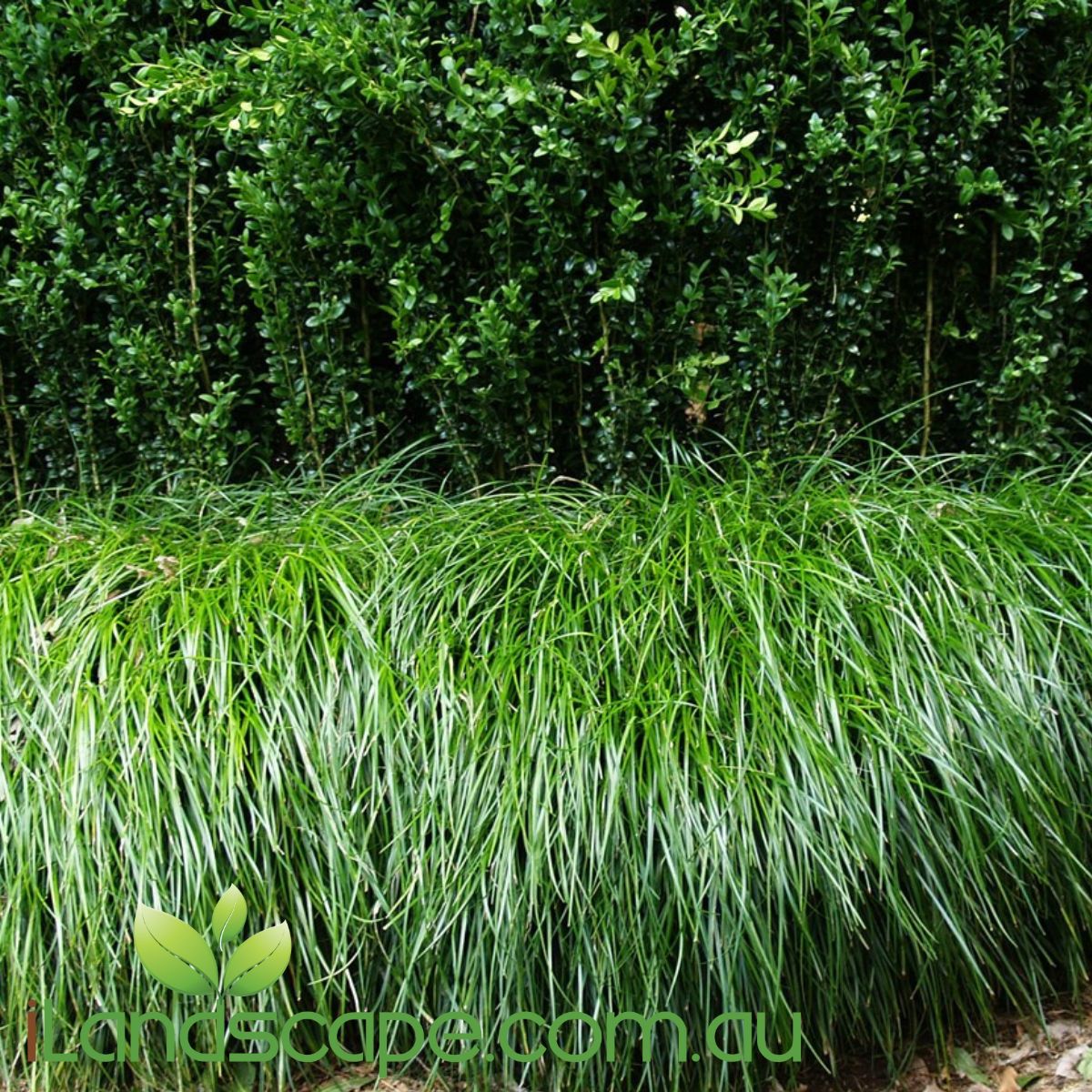 Liriope Emerald Cascade is a stand out tough-as-nails garden performer, tolerating a wide range of adverse conditions. Not only will Emerald Cascade tolerate extended periods of dryness in situations such as beneath the eaves of a home, or under the canopy of a tree, it also does well with minimal care inside the home or office