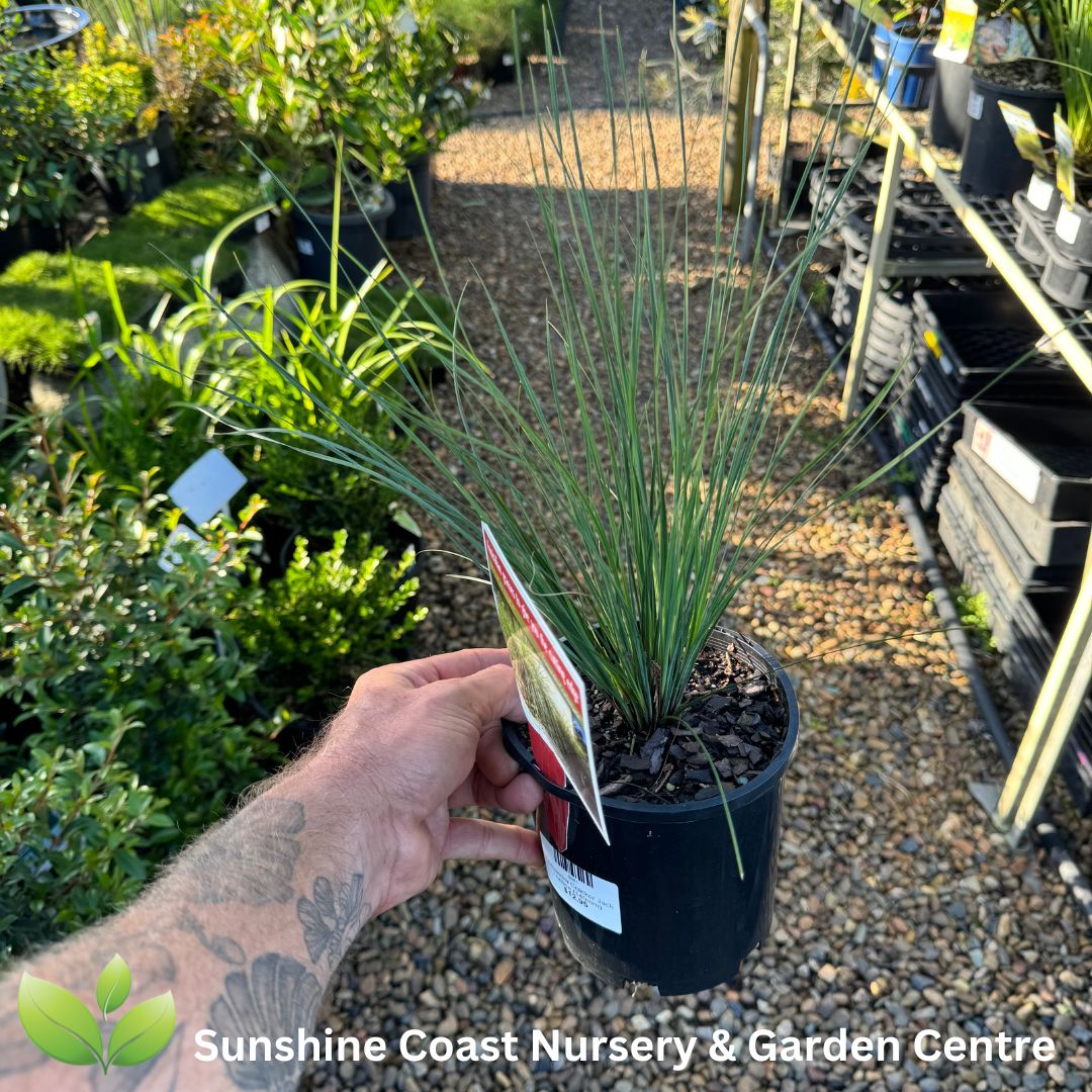 Lomandra Cracker Jack