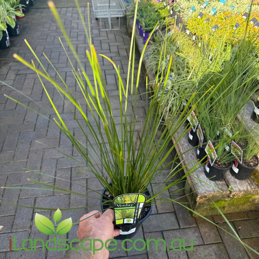 Lomandra longifolia Verday – Sunshine Coast Nursery & Garden Centre