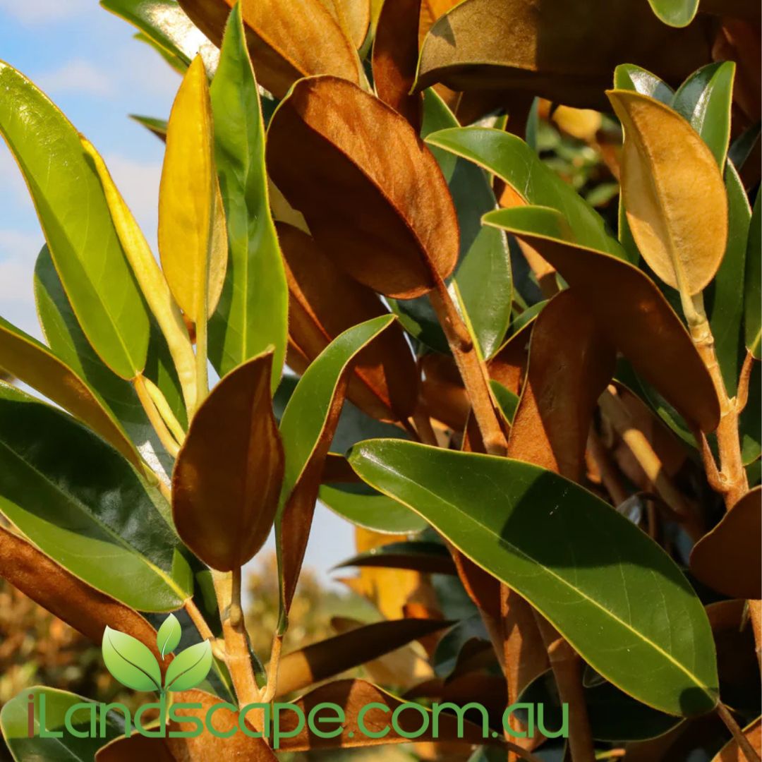 Magnolia grandiflora Alta™ (TMGH)