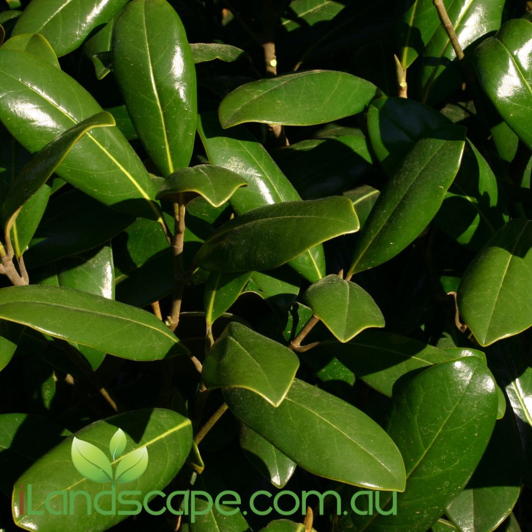 Magnolia grandiflora (MGTIG)  Greenback™