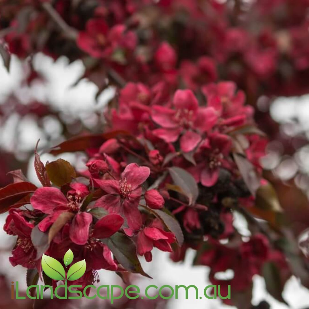 Malus Crimson Knight Crab Apple