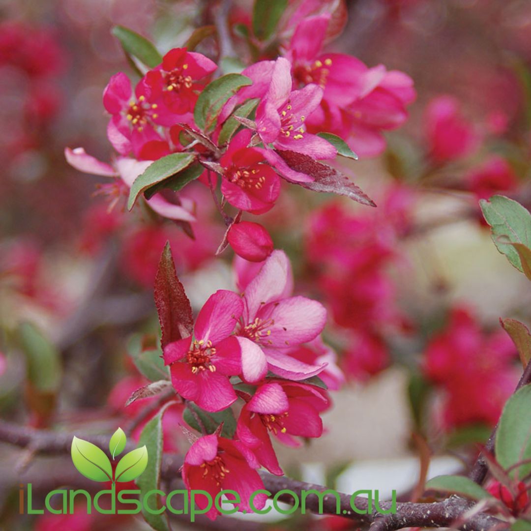 Malus (JFS-KW5) Royal Raindrops™ Crab Apple