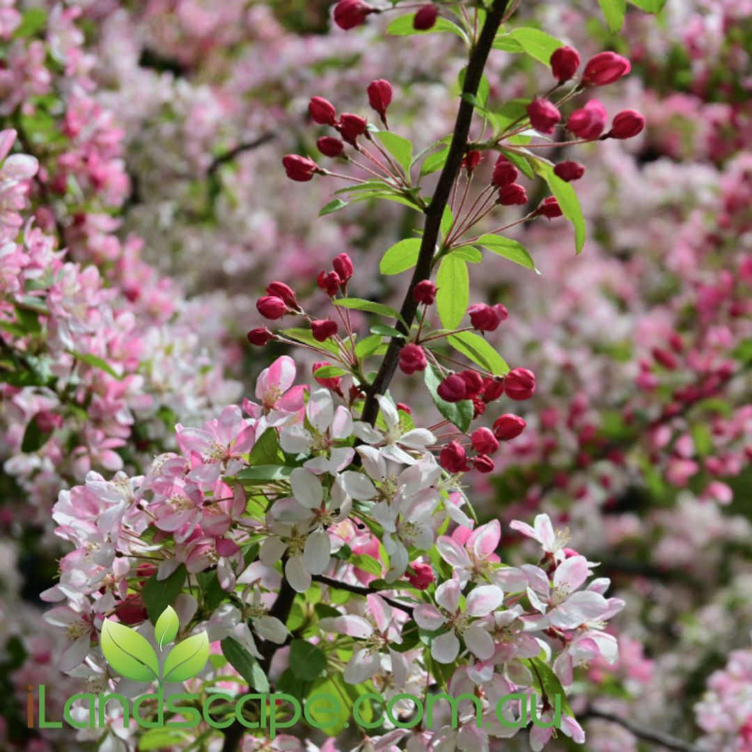 Malus floribunda Crab Apple