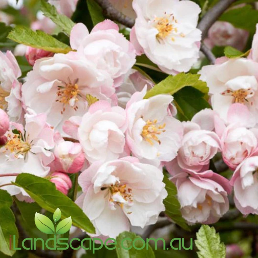 Malus ioensis Plena Crab Apple