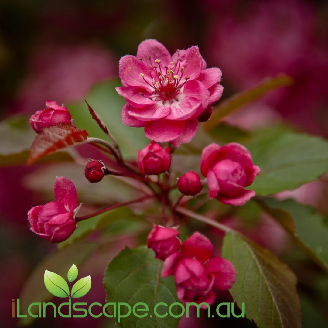 Malus yunnanensis Wychwood Ruby Crab Apple