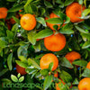 Mandarin Dwarf 'Hickson' is a beautiful Mandarin that its easy to peel. it grows approx. 2-3m tall and will fruit between July - October each year  Fertilise seasonally with Fruit & Citrus food and prune regular to keep shape and promote more fruit development 