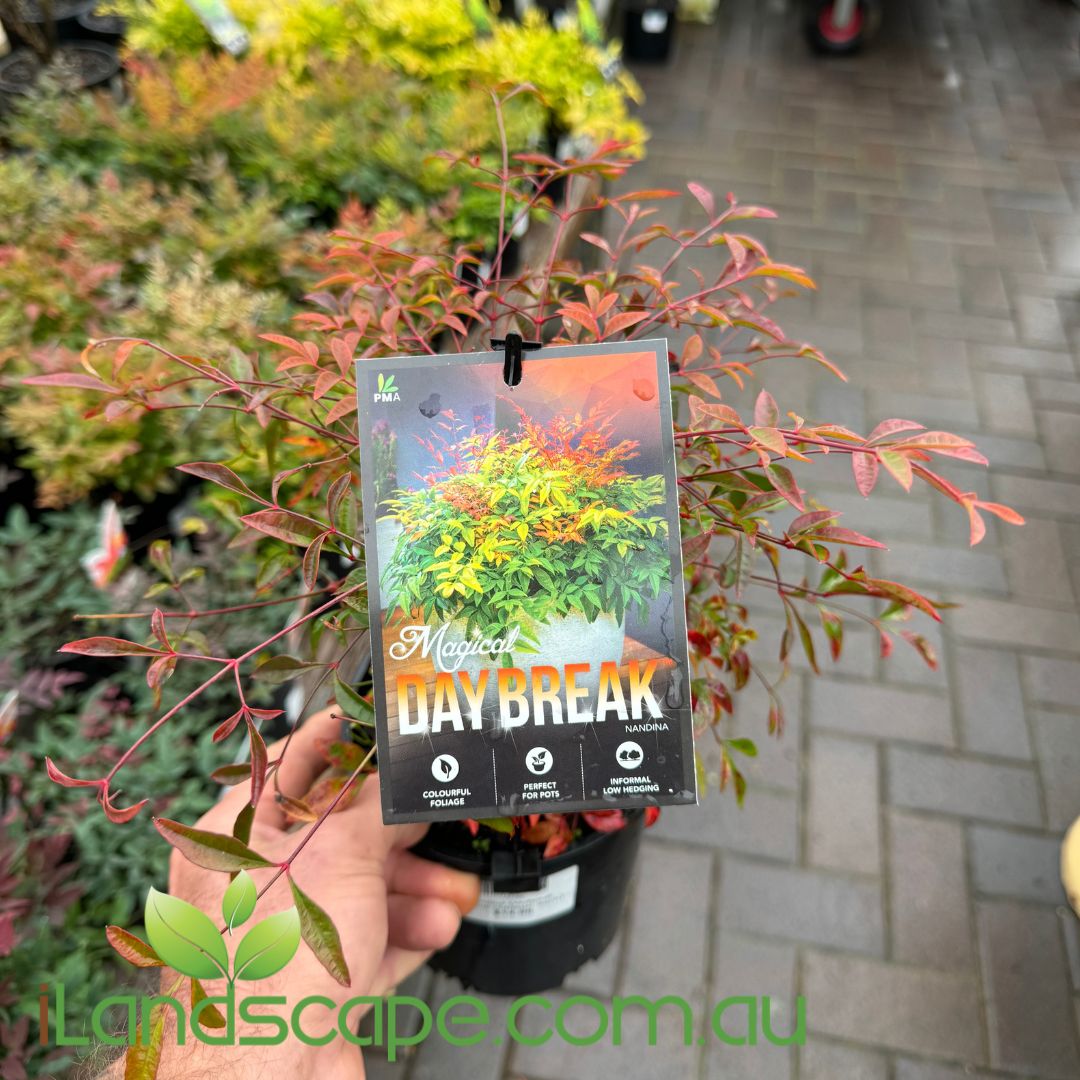 Nandina domestica Magical Daybreak™