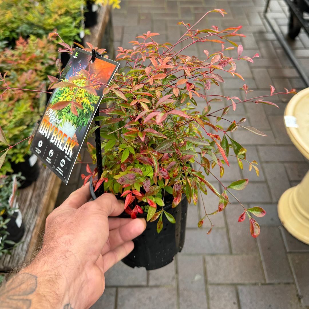 Nandina domestica Magical Daybreak™