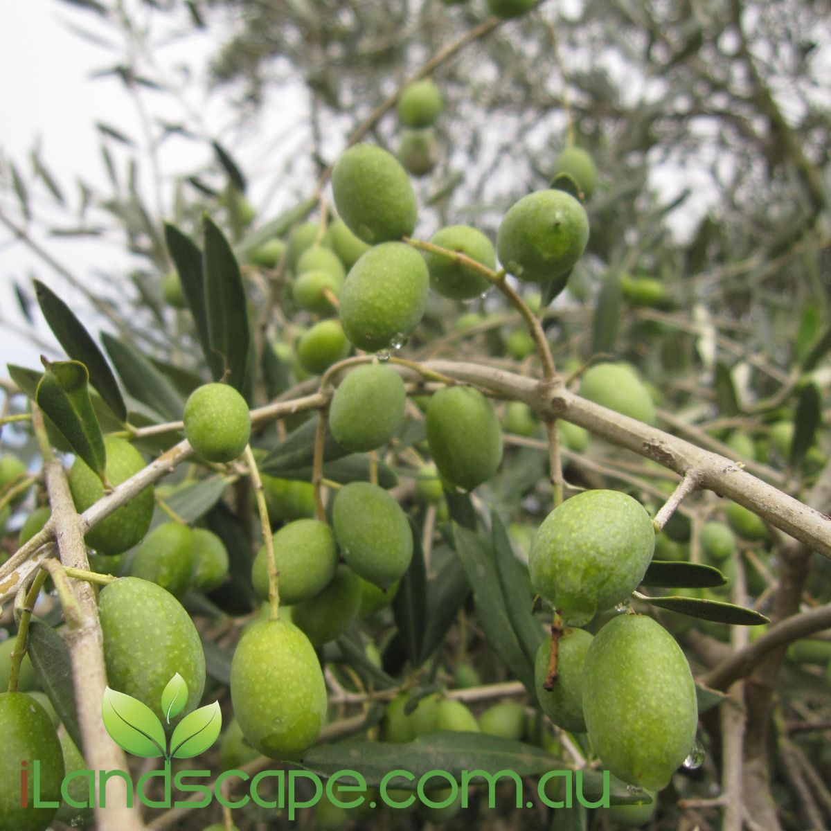 Olive 'Frantoio' or Heritage - is the most noted olive oil variety of Tuscany, Italy and grows more like a tree than a bush with an open and airy canopy. Ours stand at a planted height between 2.5-3.5m so they are close to their fully mature size