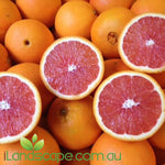 Orange Dwarf 'Cara cara' blood navel is a red fleshed navel orange. the fruit is larger than a normal orange and its pretty sweet.   grows between 2-3 m tall and fruits between June - September  Grow in full sun for best results 
