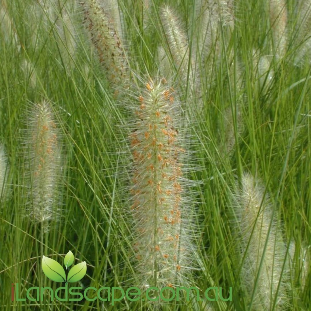 Pennisetum alopecuroides