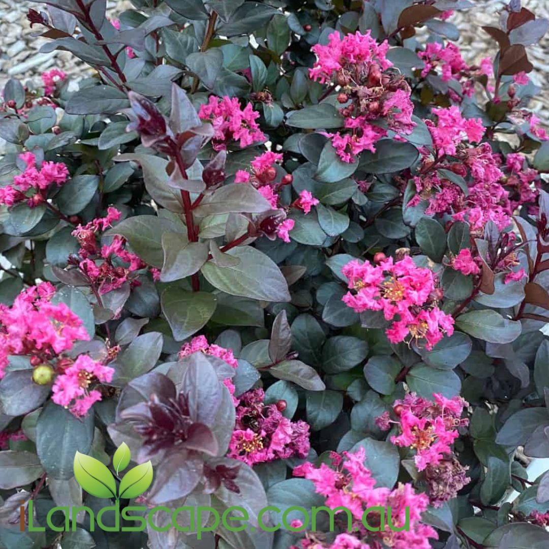 Pinky Pink™ Lagerstroemia spp. (CM03) Intended