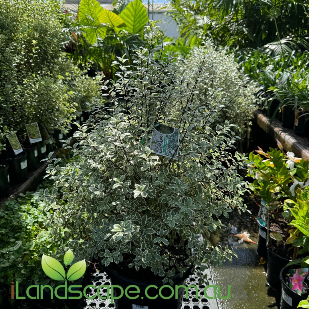 Pittosporum tenuifolium Snow Leopard