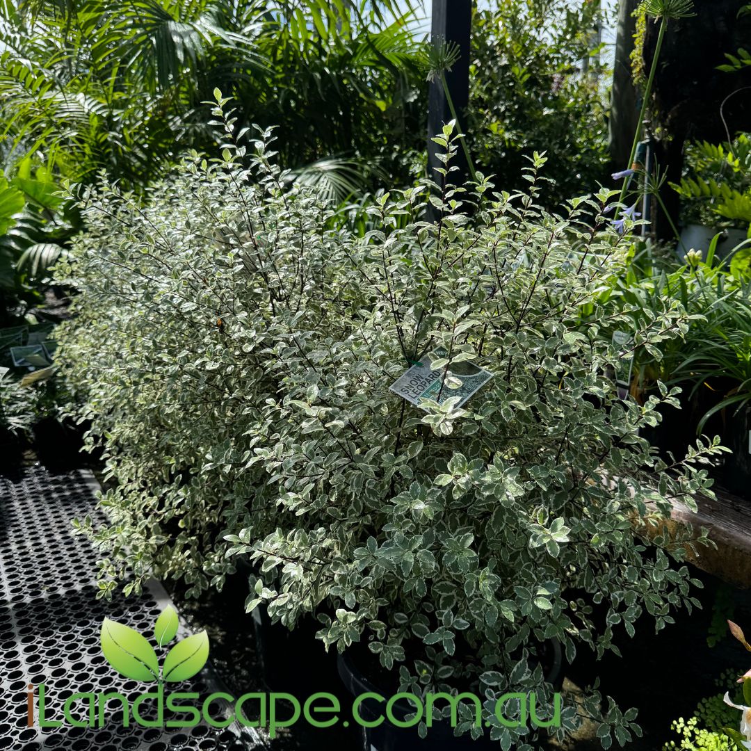 Pittosporum tenuifolium Snow Leopard