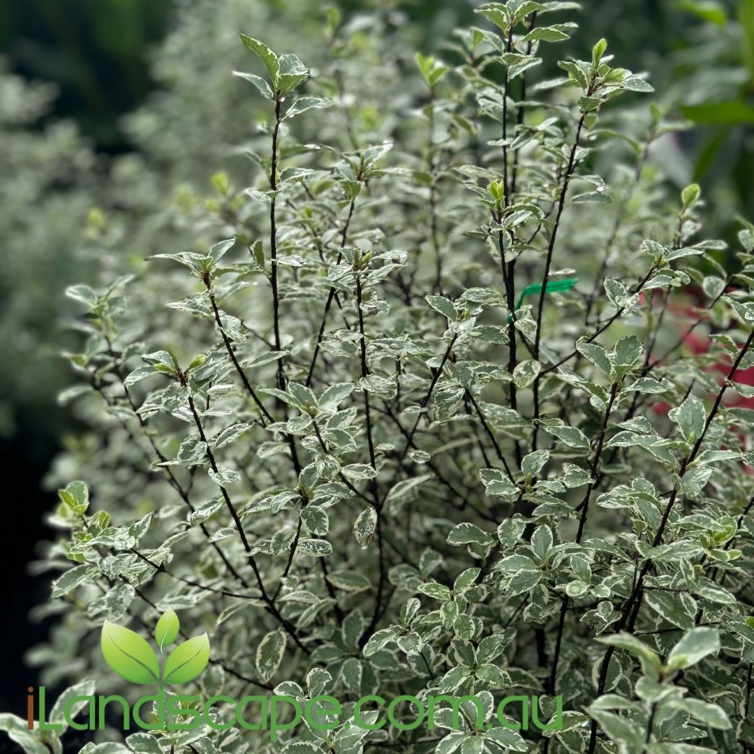 Pittosporum tenuifolium Snow Leopard