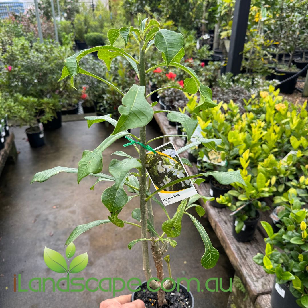 Plumeria Pudica - Everlasting Love frangipani