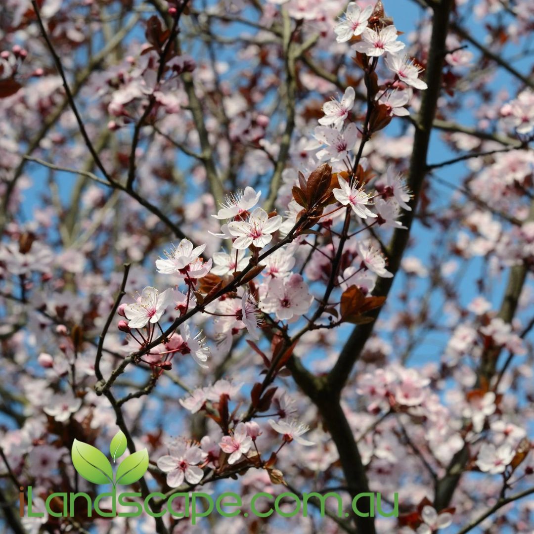 Prunus cerasifera Oakville Crimson Spire