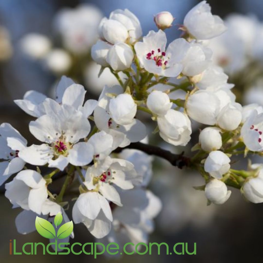 Pyrus calleryana Capital