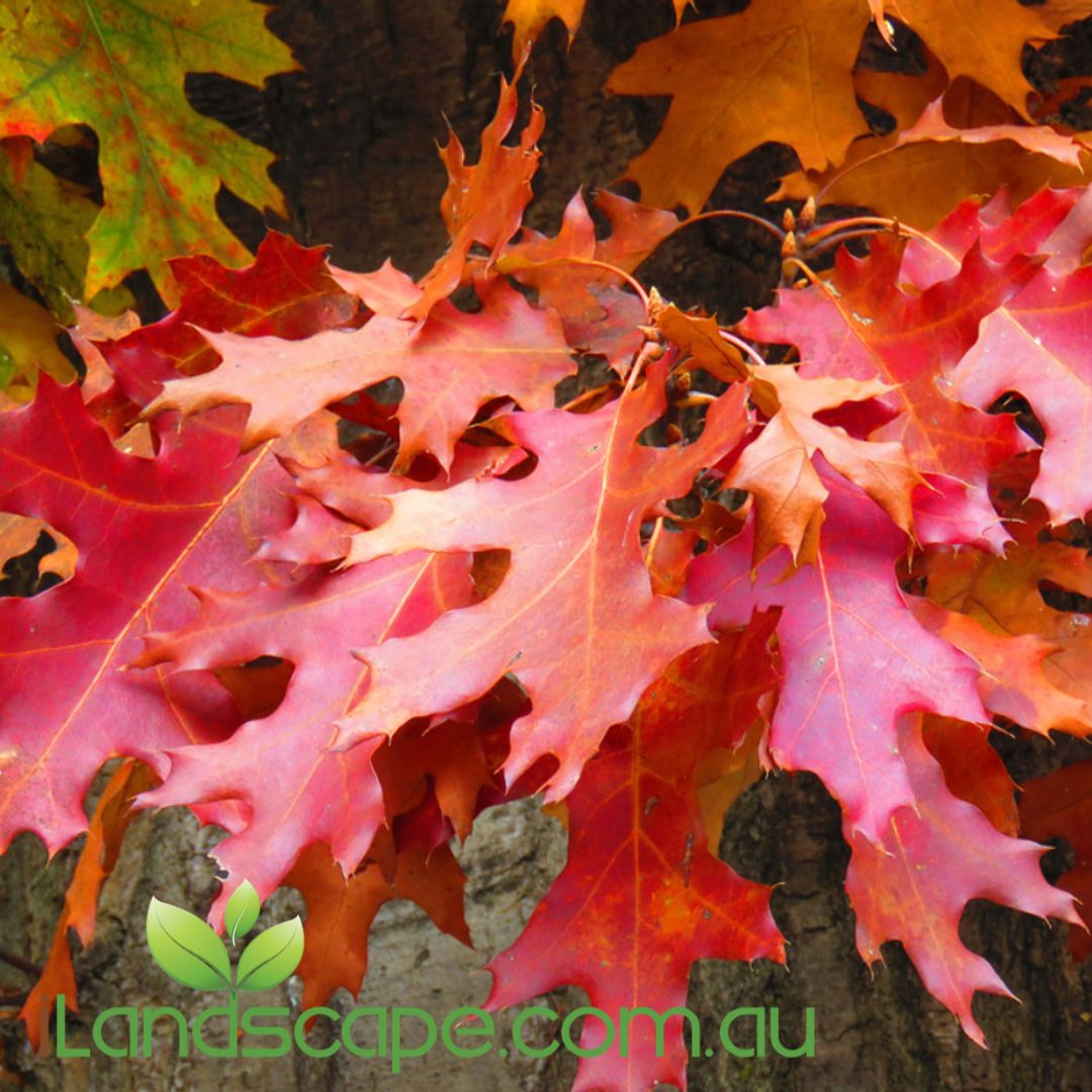 Quercus palustris Pin Oak