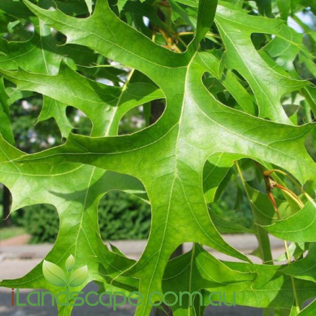 Quercus palustris Pringreen Green Pillar®