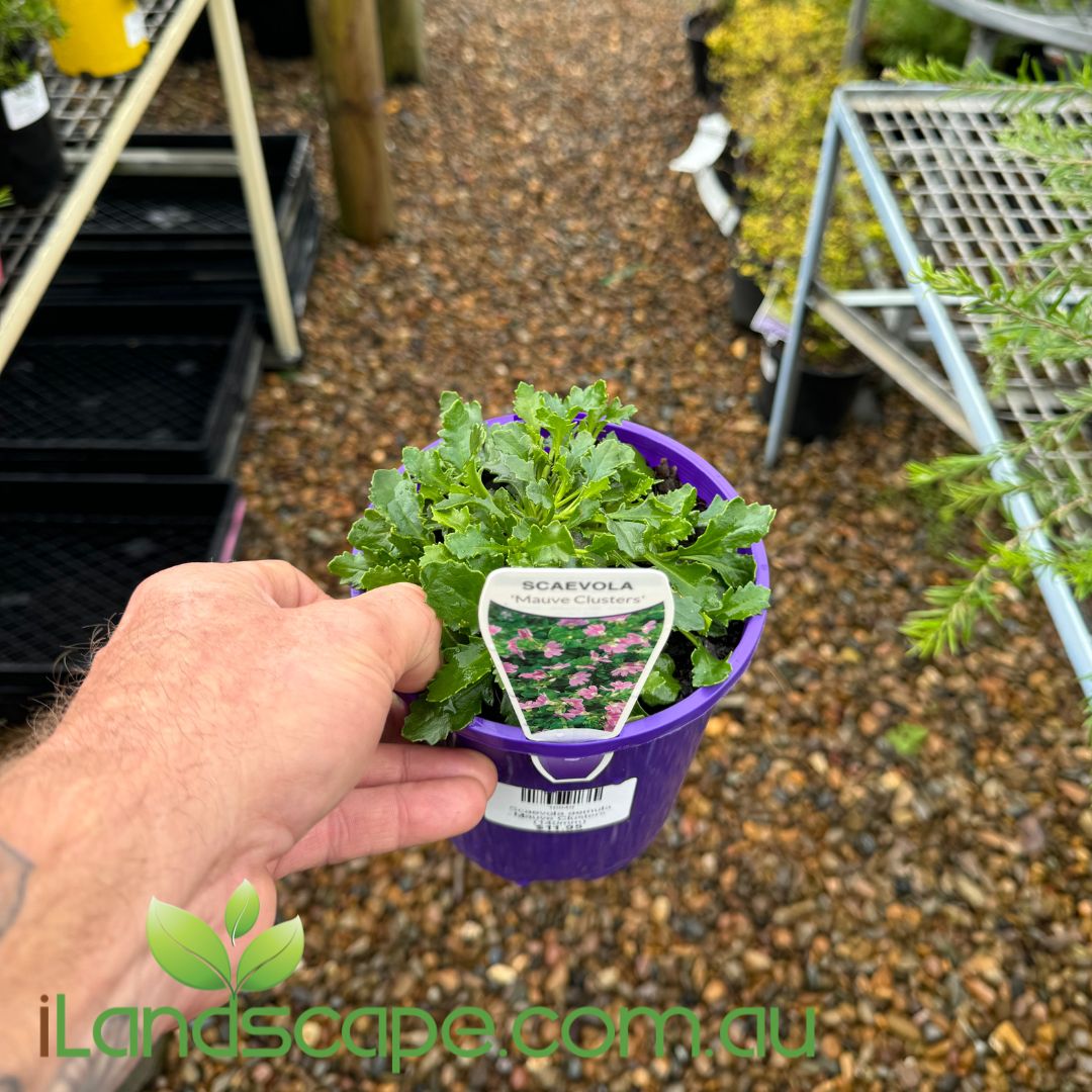 Scaevola aemula Mauve Clusters