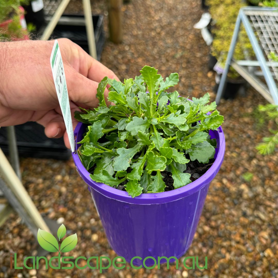 Scaevola aemula Mauve Clusters