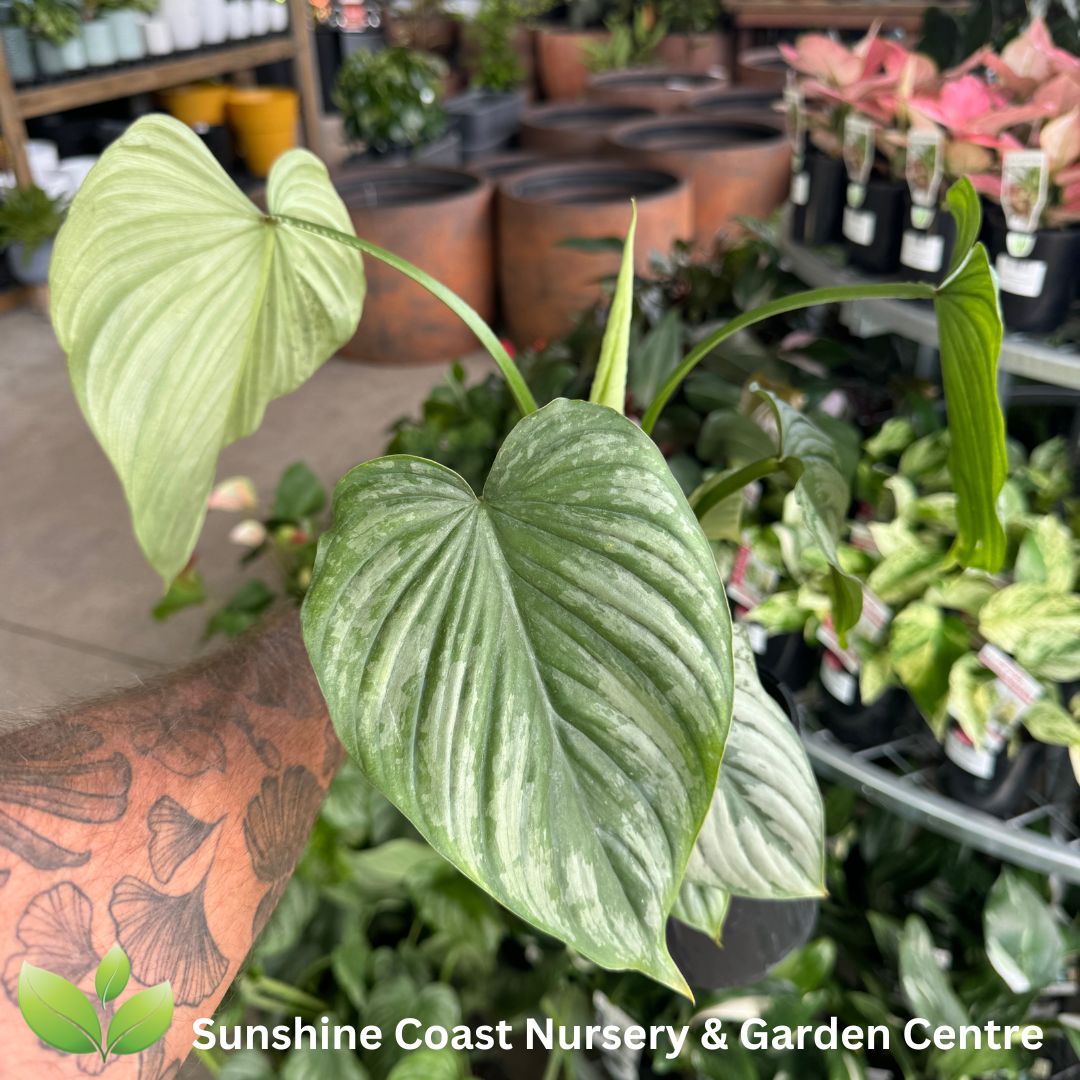 Philodendron mamei Silver Cloud