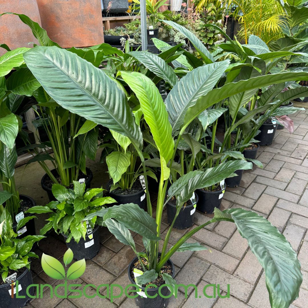 Spathiphyllum Blue Moon