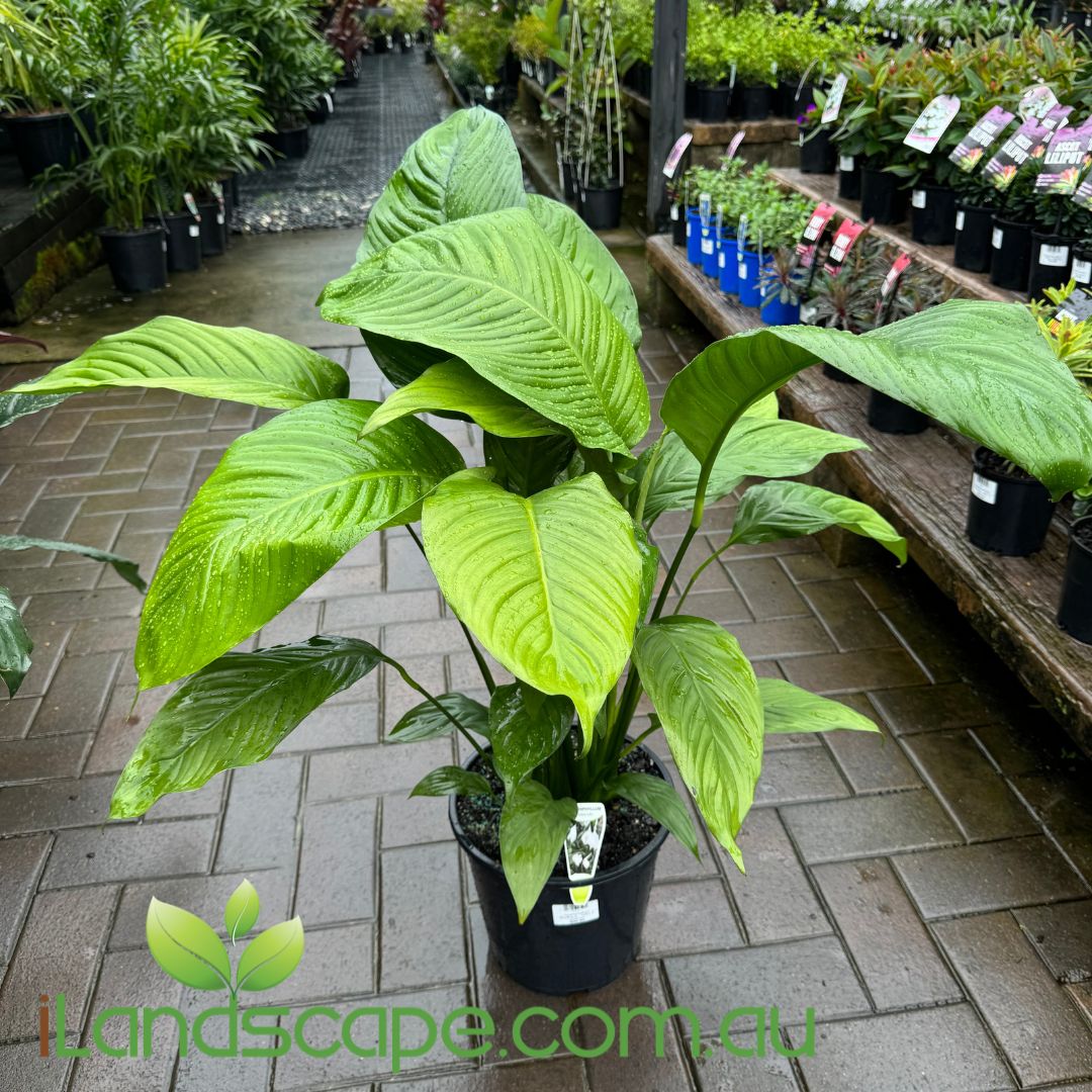 Spathiphyllum Stephanie