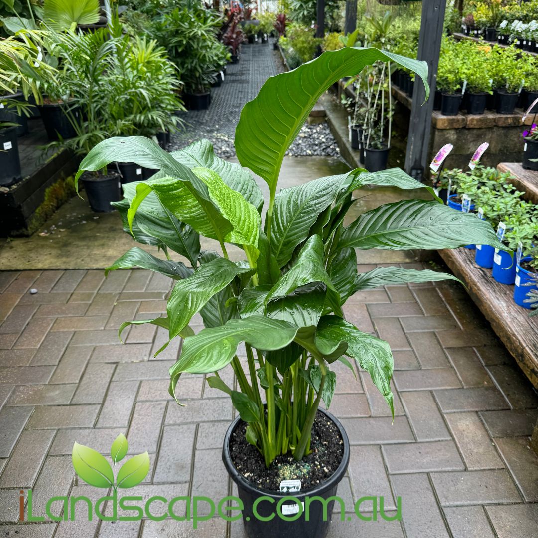 Spathiphyllum Sweet Sabastiano