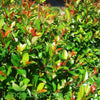 Syzygium Resilience Lillypilly is a beautiful selection of Syzygium Aussie Southern which has proved to have resilience to many pest and diseases which can affect Lillypillies   Red young growth gives resilience all year around colour which is enhanced in Spring and summer by white flowers and red berries. The flowers and berries will also attract birds to your garden