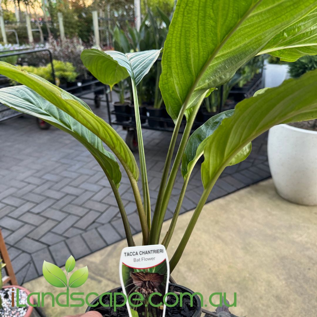 Tacca chantrieri - Black Bat Plant