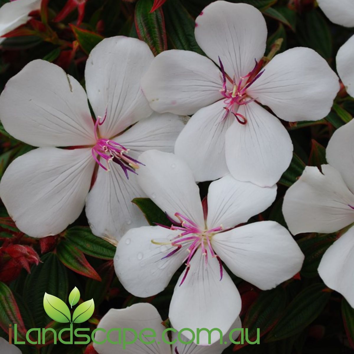 Tibouchina Peace Baby is a compact form of tibouchina that grows around 60cm High x 80cm Wide and produces Pure white flowers and vibrant pink stamens   Grows in Both Full Sun to Part Shade 