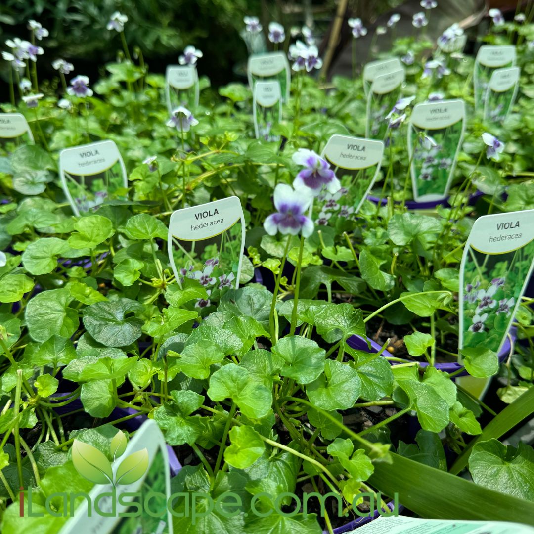 Viola Hederacea - Native Violet