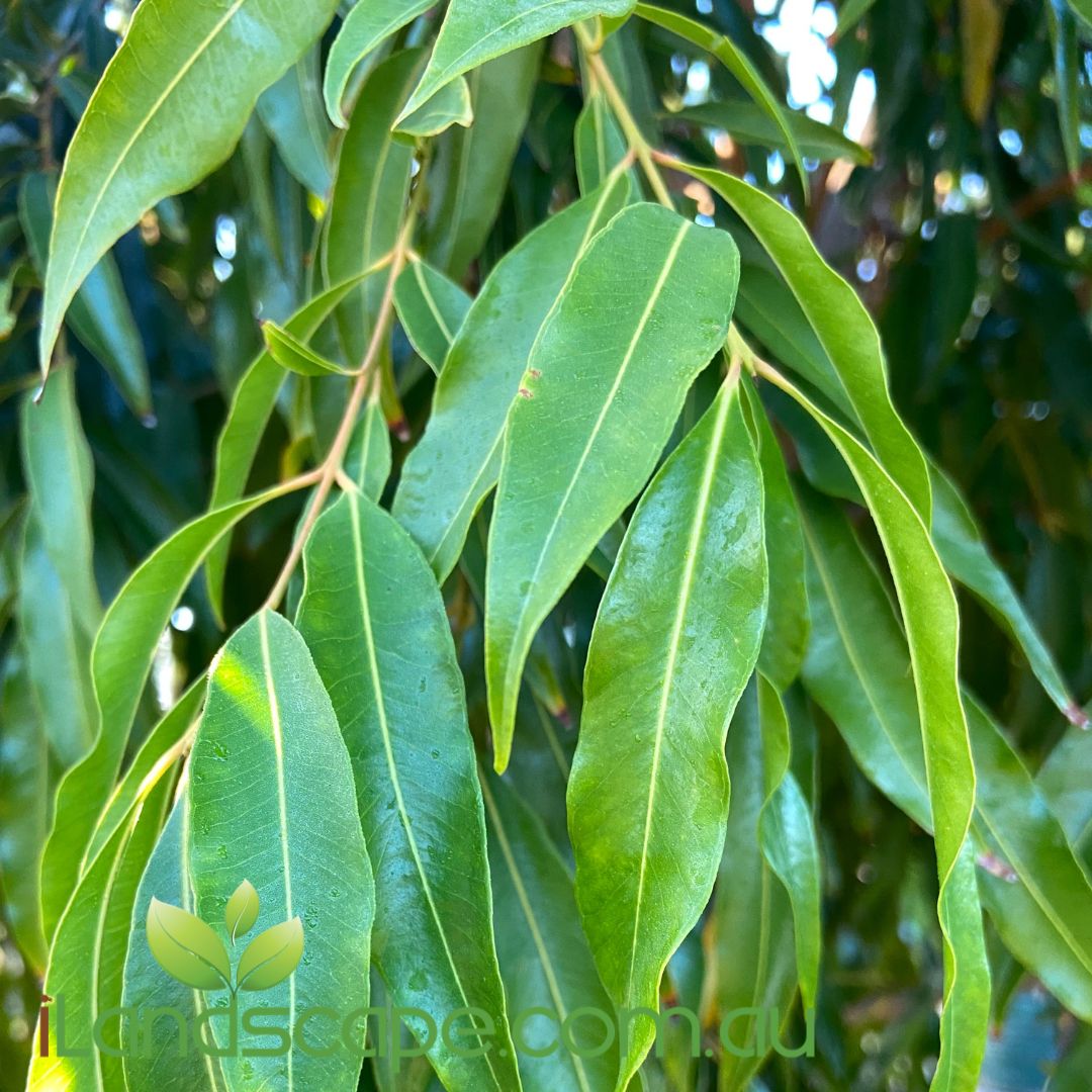 Waterhousia floribunda Amaroo