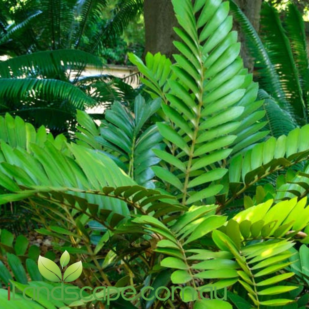 Zamia furfuracea is a cycad endemic to southeastern Veracruz state in eastern Mexico. Makes a very hardy plant in tropical gardens. desert gardens and coastal sites    Grows in Full sun to part shade and will get approx 1.0m tall long term