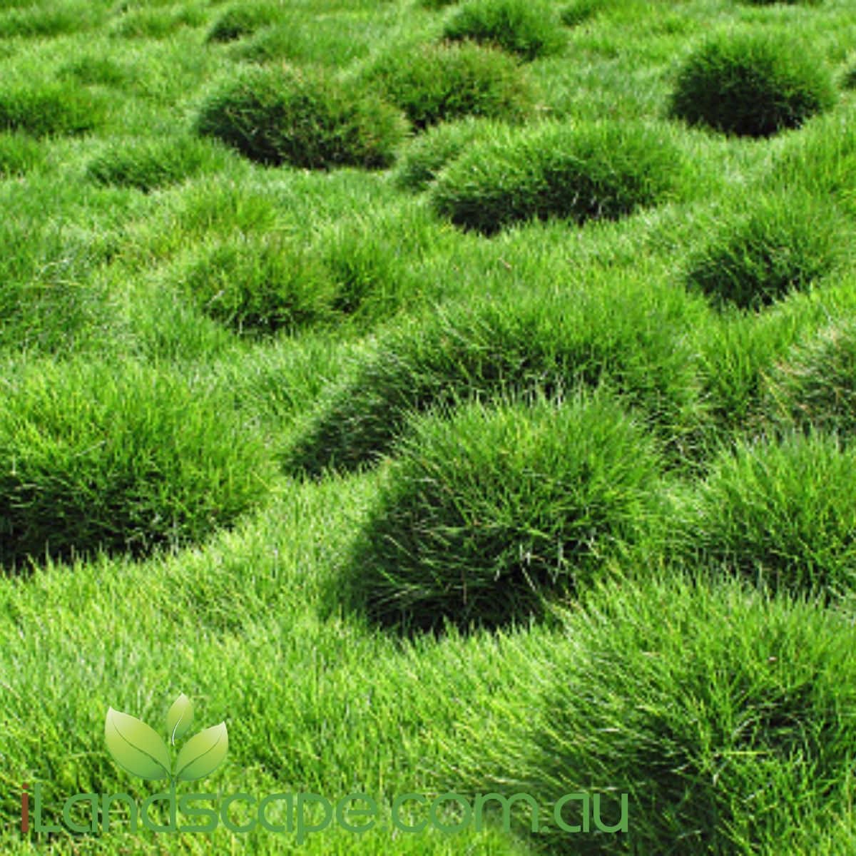 Zoysia tenuifolia also known as "no Mow" grass. Its a fine leafed grass that hardy grows up at all, more grows across and mainly used in between pavers & steppers or in rockery gardens etc.   TIP: when planting to achieve a low growing mass between pavers, grab the pot and break up the grass into smaller pieces and plant, this will reduce the ability of the Zoysia no mow grass from clumping and growing to high 