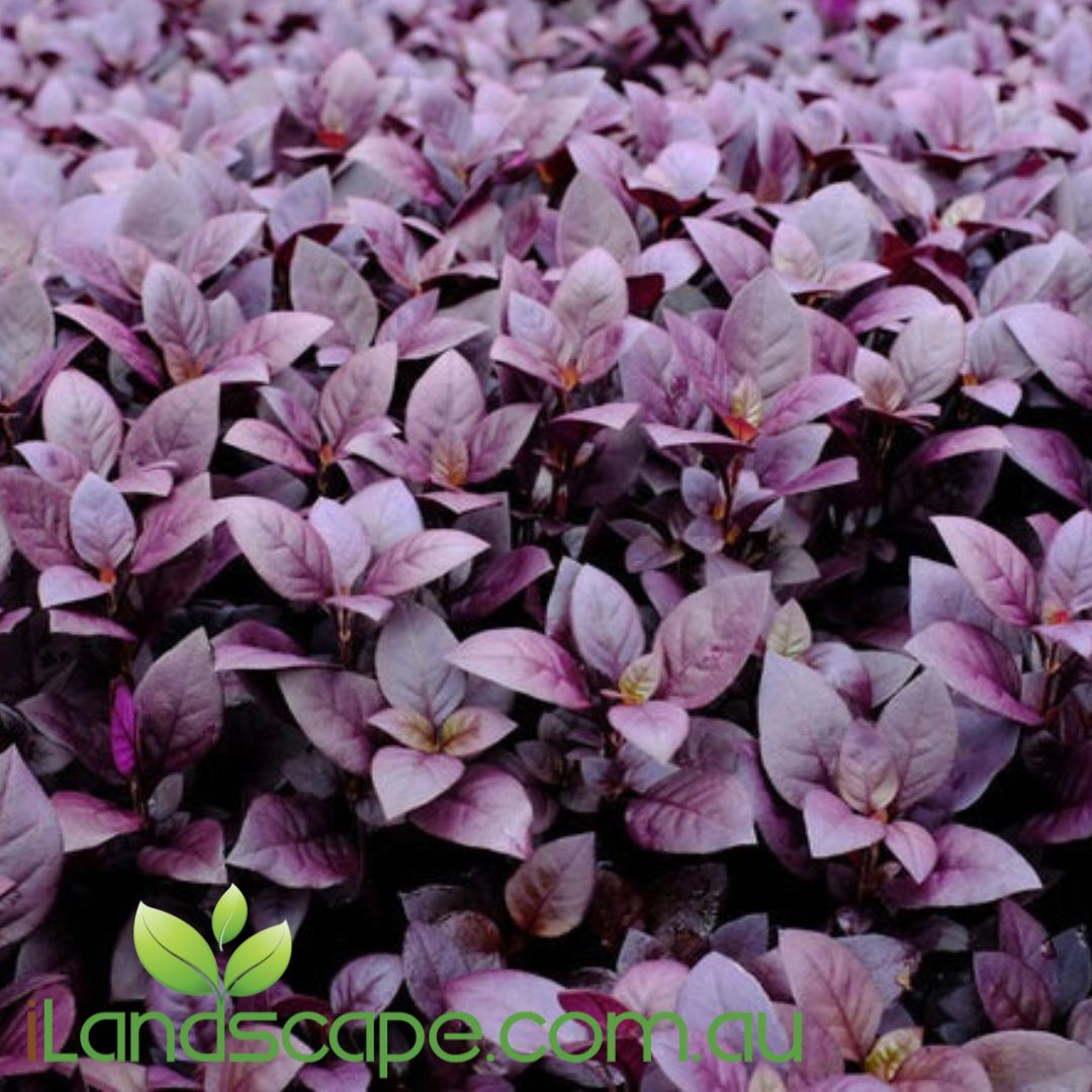 Little Ruby? Alternanthera is the perfect mounding ground cover with a compact, spreading habit and deep burgundy foliage, making it a real stand out plant in the garden. It is approximately a third the height of the common form.