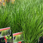 Lomandra confertifolia pallida Trojan is a hardy compact upright-growing native grass, tolerating frosts, drought adaptable to most soil types. Reliable lush, fine lime green leaves and fragrant small yellow flower spikes in Summer. Grows approx. 50-70cm tall.