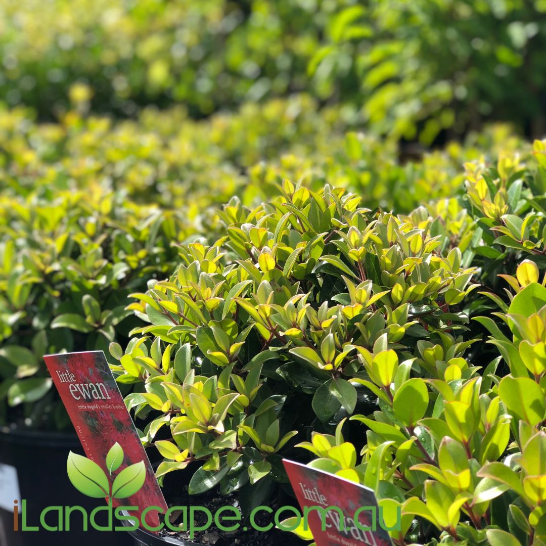 Metrosideros 'Little Ewan' is a low growing and dense evergreen shrub. With a maximum height and width of 1 metre “Little Ewan” is a beautiful compact plant suitable for a sunny spot in the garden or as a pot specimen. The plant will tolerate light to moderate frost, coastal conditions, wind and is drought tolerant once established.