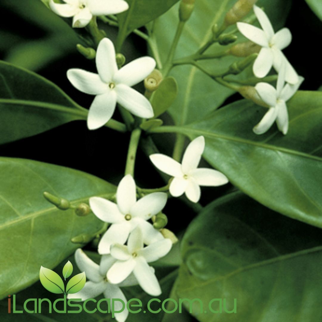 Randia Fitzlanii - syn Atroctocarpus - commonly known as the Native Gardenia due to the scented, white starry flowers displayed on this evergreen rainforest tree. Considered a small tree, it can grow upwards of 5m in optimal conditions with a canopy forming habit.